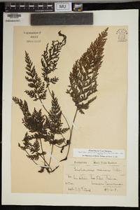 Trichomanes radicans image