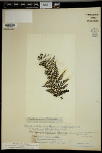 Vandenboschia davalloides image