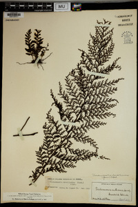 Vandenboschia davalloides image