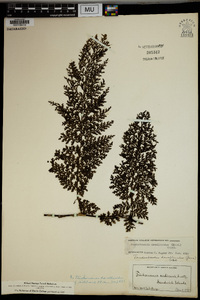 Vandenboschia davalloides image