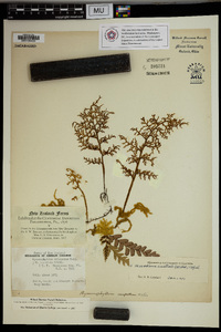 Hymenophyllum australe image