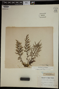 Mecodium recurvum image