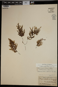 Mecodium recurvum image