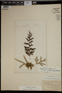 Hymenophyllum scabrum image