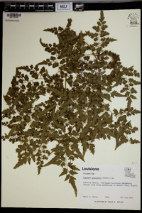 Lygodium japonicum image