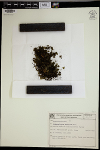 Trichomanes pusillum image