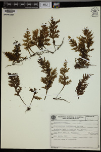 Hymenophyllum caudiculatum image