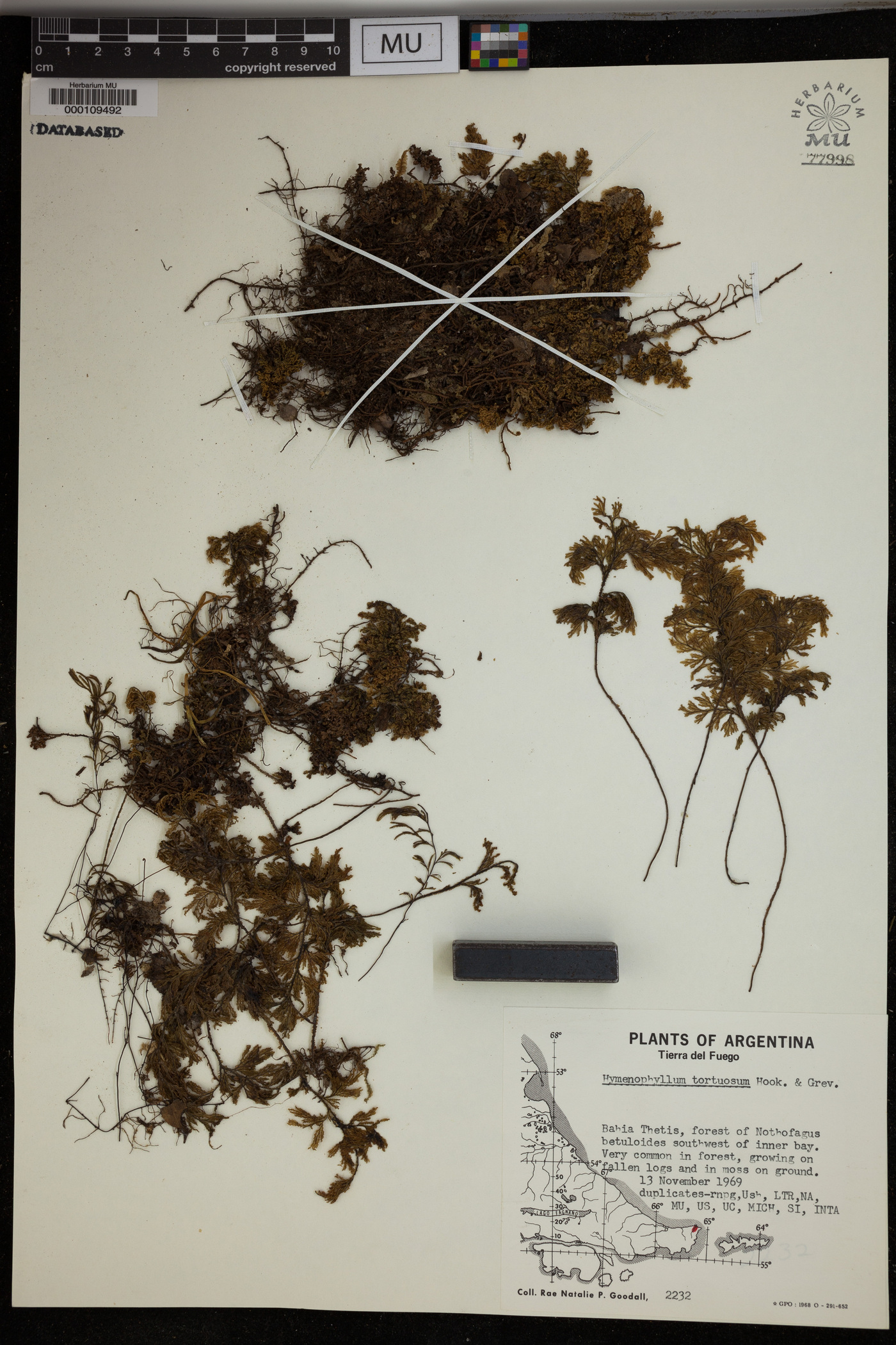 Hymenophyllum tortuosum image