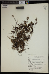 Hymenophyllum secundum image