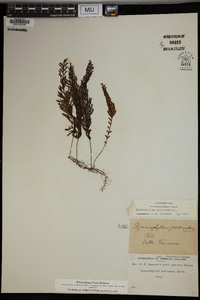 Hymenophyllum pectinatum image