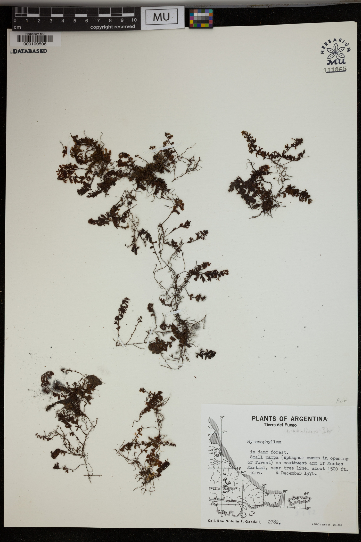 Hymenophyllum falklandicum image