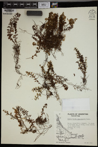 Hymenophyllum falklandicum image