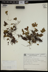 Hymenophyllum asplenioides image