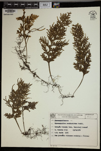 Hymenophyllum caudiculatum image