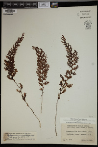 Hymenophyllum antillense image