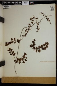 Lygodium scandens image