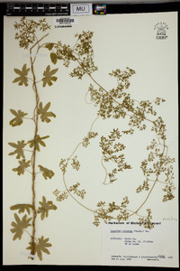 Lygodium palmatum image