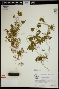 Lygodium palmatum image