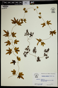 Lygodium palmatum image