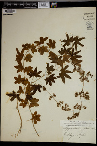 Lygodium palmatum image