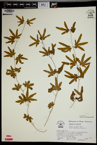 Lygodium palmatum image