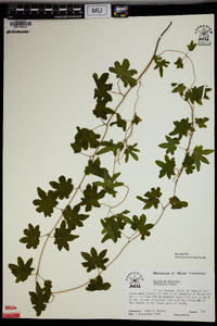 Lygodium palmatum image