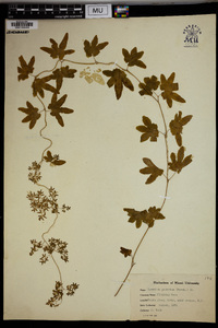 Lygodium palmatum image