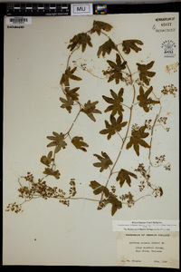 Lygodium palmatum image