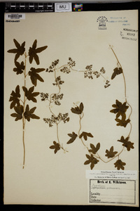 Lygodium palmatum image