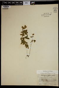 Lygodium palmatum image