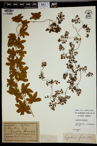 Lygodium palmatum image