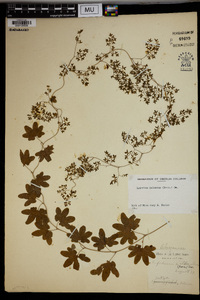 Lygodium palmatum image