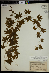 Lygodium palmatum image