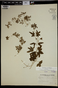 Lygodium palmatum image