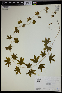 Lygodium palmatum image