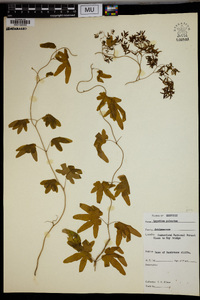 Lygodium palmatum image