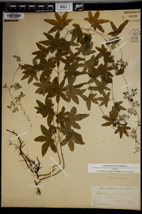 Lygodium palmatum image