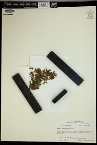Azolla caroliniana image
