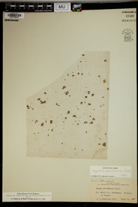 Azolla caroliniana image