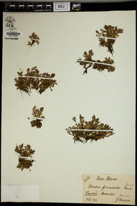 Azolla filiculoides image