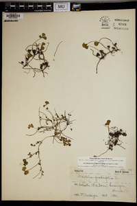 Marsilea quadrifolia image