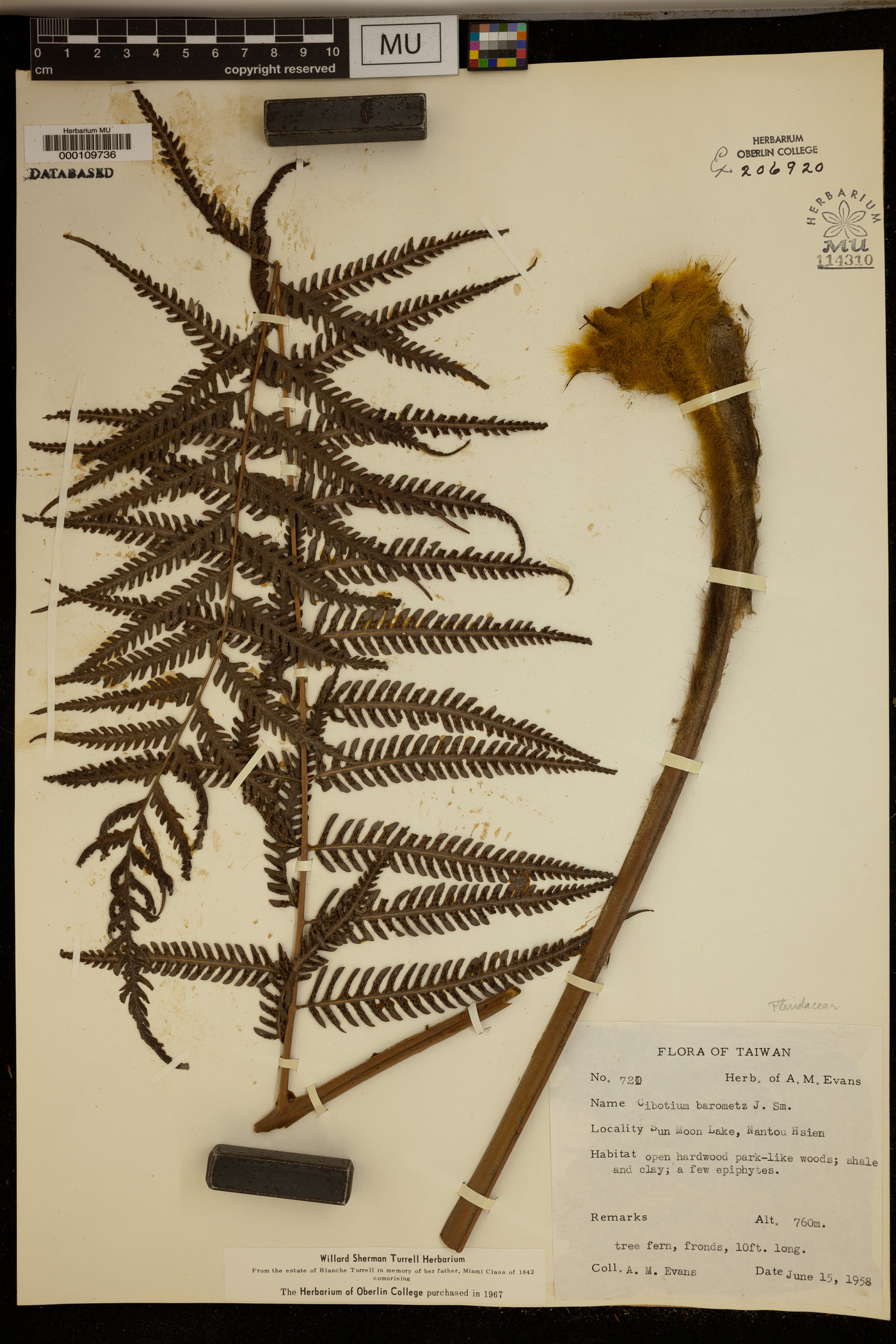 Cibotium barometz image