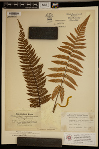 Dicksonia squarrosa image