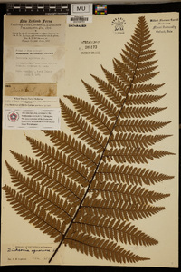 Dicksonia squarrosa image