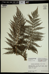 Lophosoria quadripinnata image