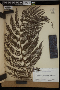 Lophosoria quadripinnata image