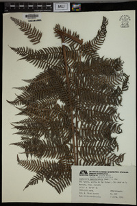 Lophosoria quadripinnata image