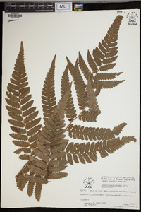 Cyathea phalerata image