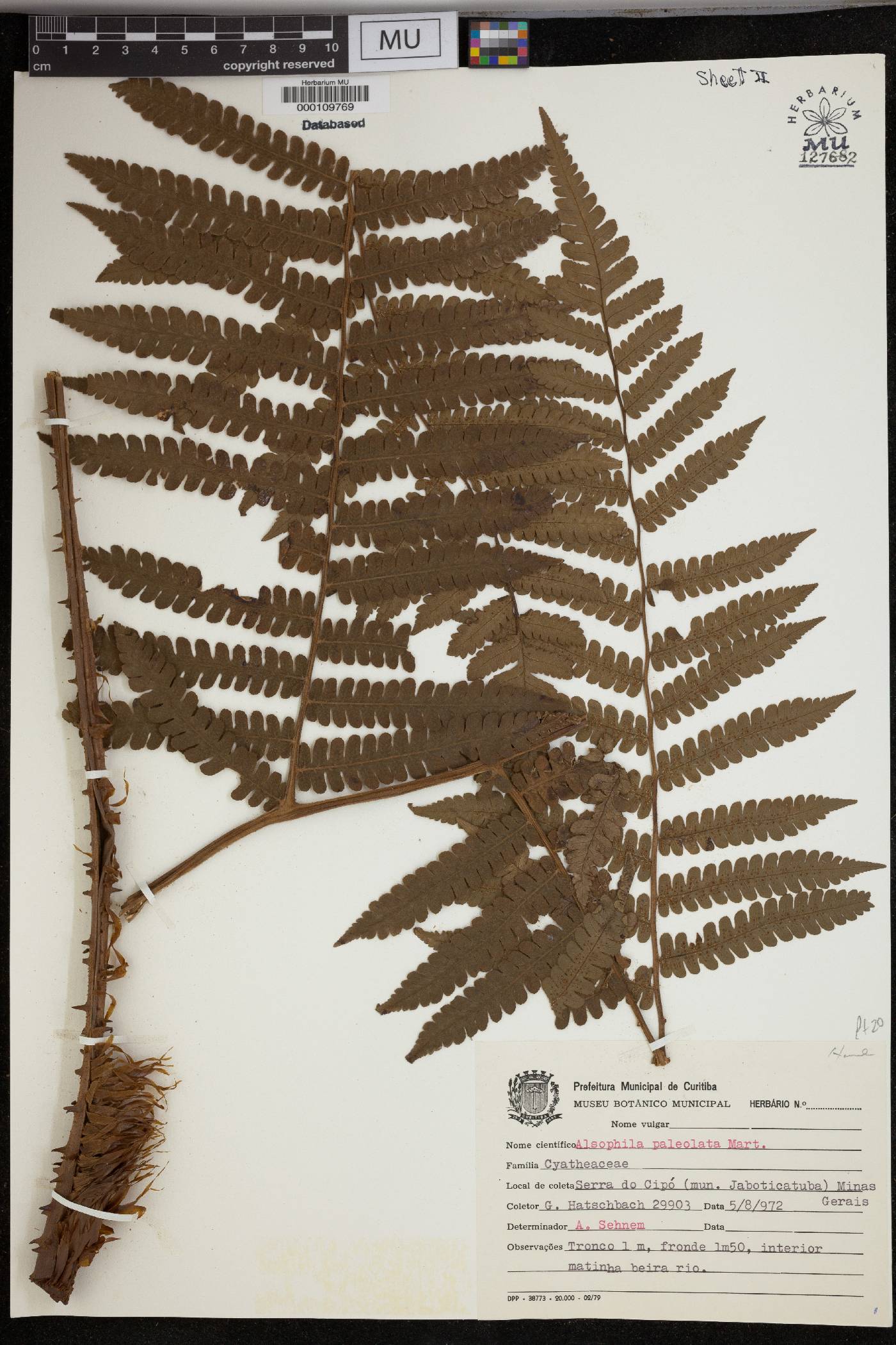 Cyathea phalerata image