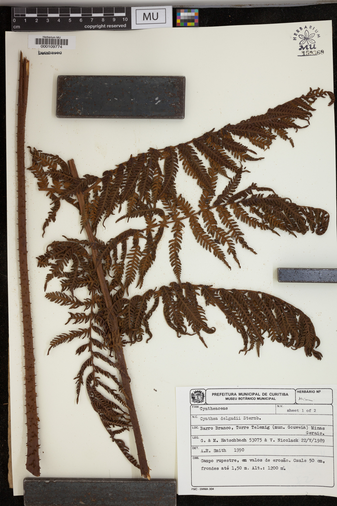 Cyathea delgadii image